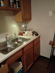 Lost Male Cat last seen Unknown, Minneapolis, MN 55402
