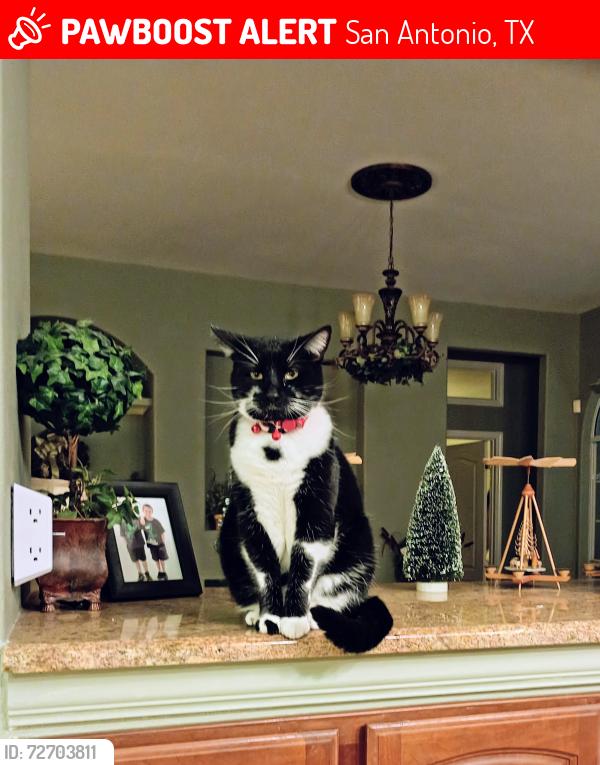 Lost Male Cat last seen Cross Canyon and Jones Maltsberger, San Antonio, TX 78232
