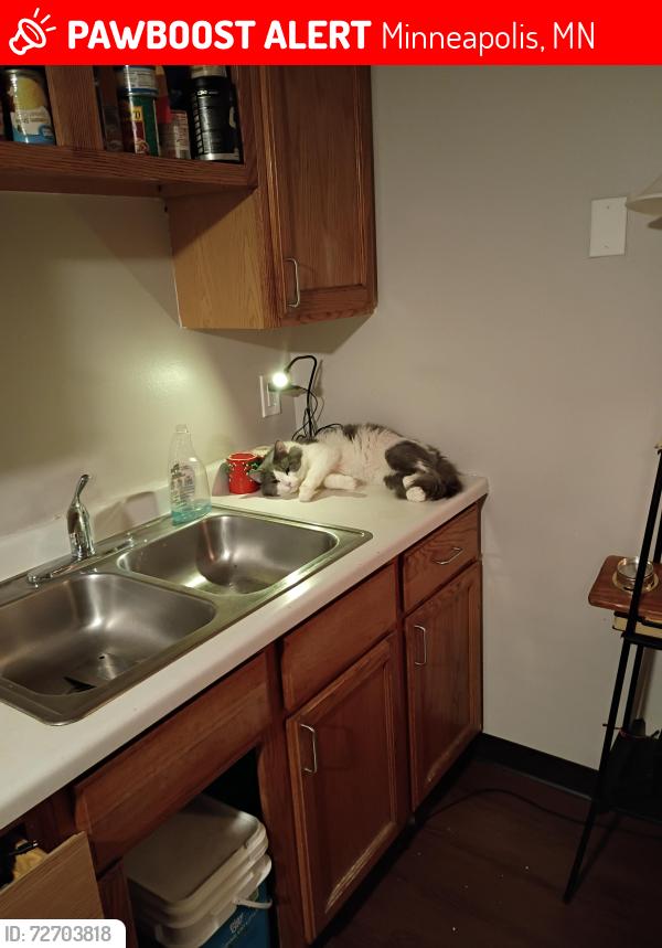 Lost Male Cat last seen Unknown, Minneapolis, MN 55402