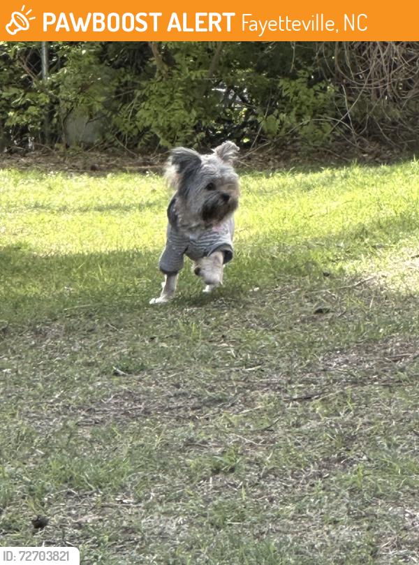 Found/Stray Unknown Dog last seen Offing drive off of Cliffdale, Fayetteville, NC 28314