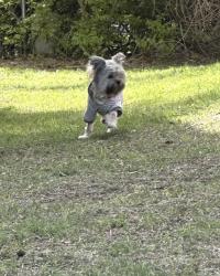 Found/Stray Unknown Dog last seen Offing drive off of Cliffdale, Fayetteville, NC 28314