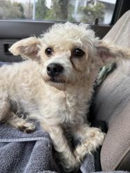 Found/Stray Female Dog last seen Main St. , Winston-Salem, NC 27127