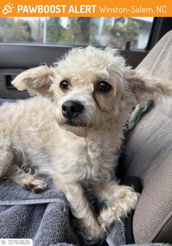 Found/Stray Female Dog last seen Main St. , Winston-Salem, NC 27127