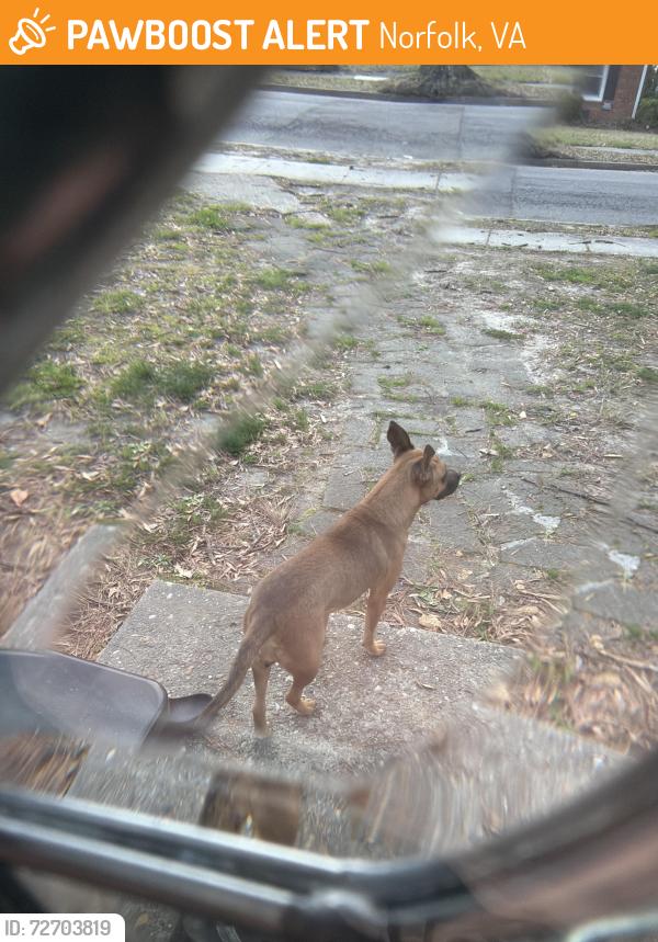 Found/Stray Female Dog last seen Wakefield and Gatling, Norfolk, VA 23502