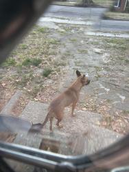 Found/Stray Female Dog last seen Wakefield and Gatling, Norfolk, VA 23502