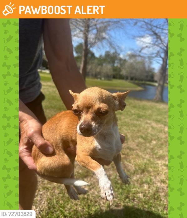 Found/Stray Female Dog last seen Pettis Park - 800 Mary Ave, New Smyrna Beach, New Smyrna Beach, FL 32168