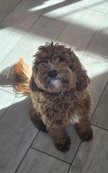 Lost Female Dog last seen At the bottom of the hill east of Pronghorn , Prescott Valley, AZ 86315