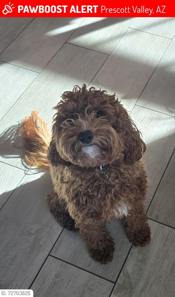 Lost Female Dog last seen At the bottom of the hill east of Pronghorn , Prescott Valley, AZ 86315
