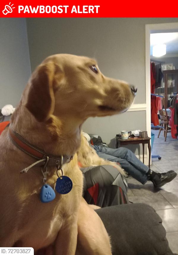 Lost Male Dog last seen Ramsgate r/ d margate, Kent, England CT9 5TN