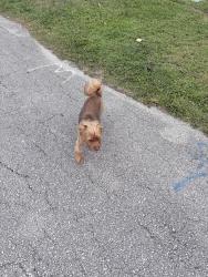Found/Stray Unknown Dog last seen Bayfront , Boynton Beach, FL 33483