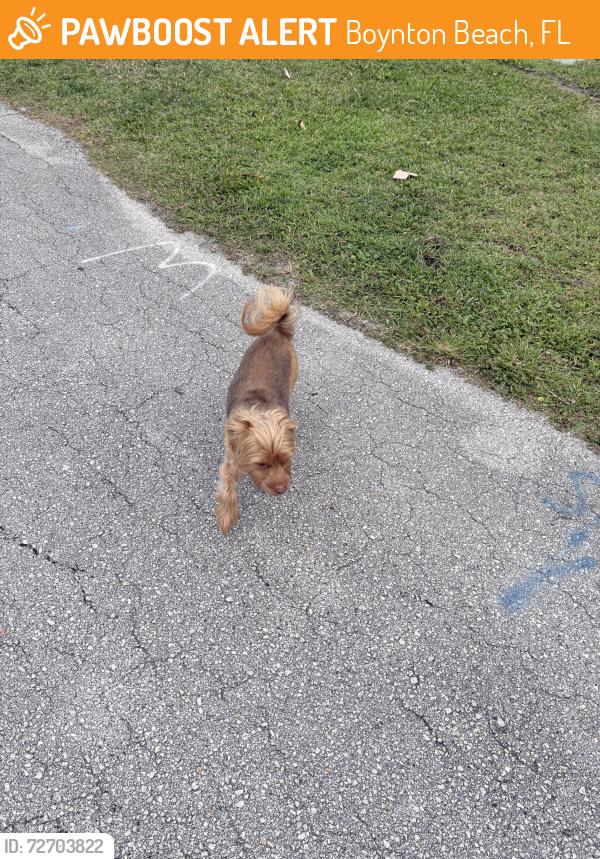 Found/Stray Unknown Dog last seen Bayfront , Boynton Beach, FL 33483