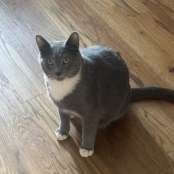 Lost Male Cat last seen Arrow lake Rd , White County, GA 30528