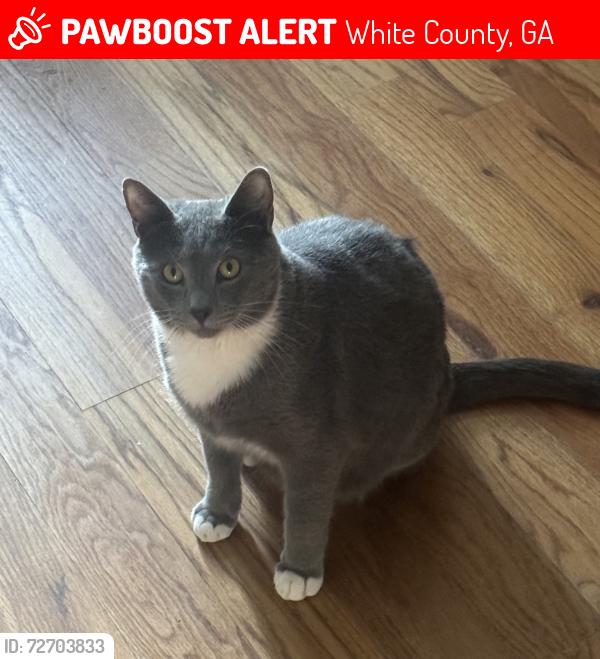Lost Male Cat last seen Arrow lake Rd , White County, GA 30528