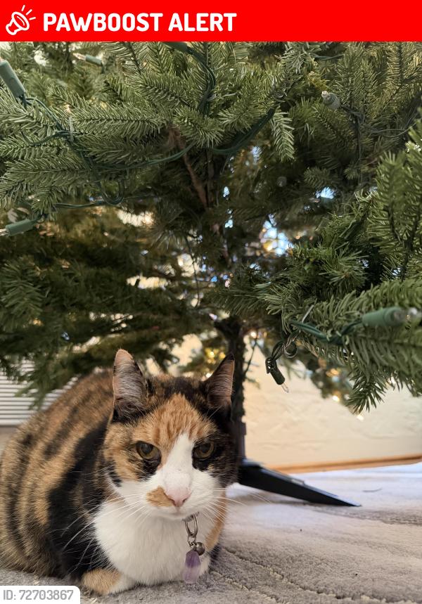 Lost Female Cat last seen Near pine abbey drive south west palm beach fl 33415, West Palm Beach, FL 33415