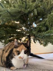 Lost Female Cat last seen Near pine abbey drive south west palm beach fl 33415, West Palm Beach, FL 33415