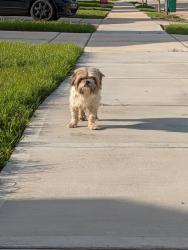 Found/Stray Unknown Dog last seen Bright Sun Drive, Houston, TX 77048
