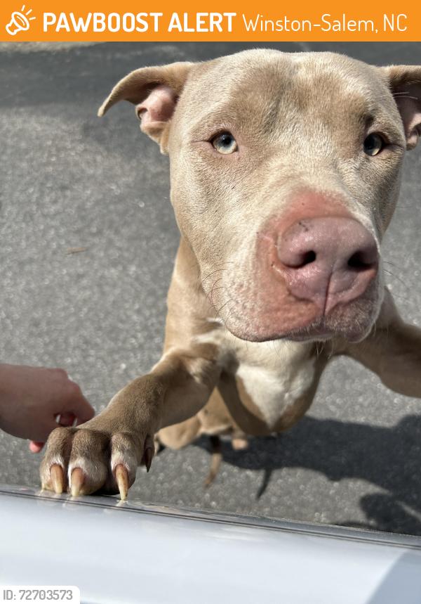 Found/Stray Male Dog last seen Forsyth Tech, Strickland Center, Winston-Salem, NC 27103