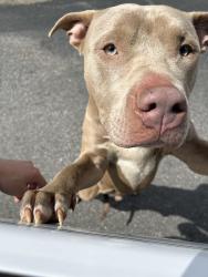 Found/Stray Male Dog last seen Forsyth Tech, Strickland Center, Winston-Salem, NC 27103
