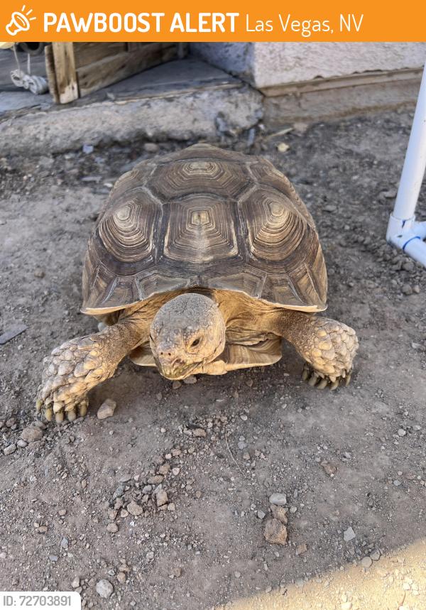 Found/Stray Unknown Reptile last seen Near lake mead and Vegas area, Las Vegas, NV 89101