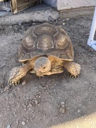 Found/Stray Unknown Reptile last seen Near lake mead and Vegas area, Las Vegas, NV 89101