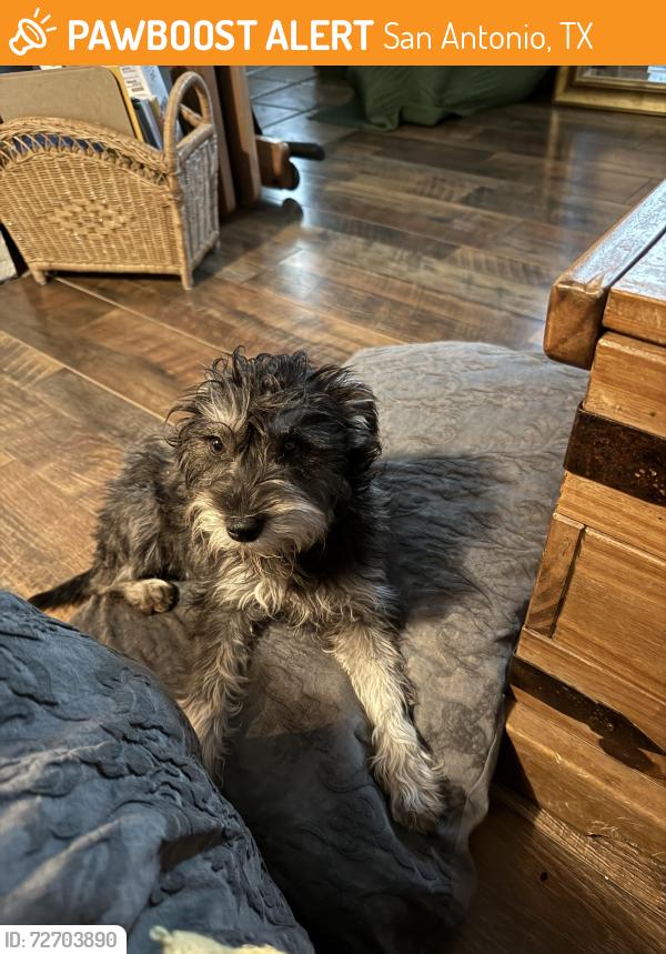 Found/Stray Female Dog last seen  Valley star , San Antonio, TX 78224