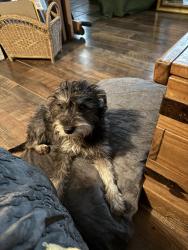 Found/Stray Female Dog last seen  Valley star , San Antonio, TX 78224