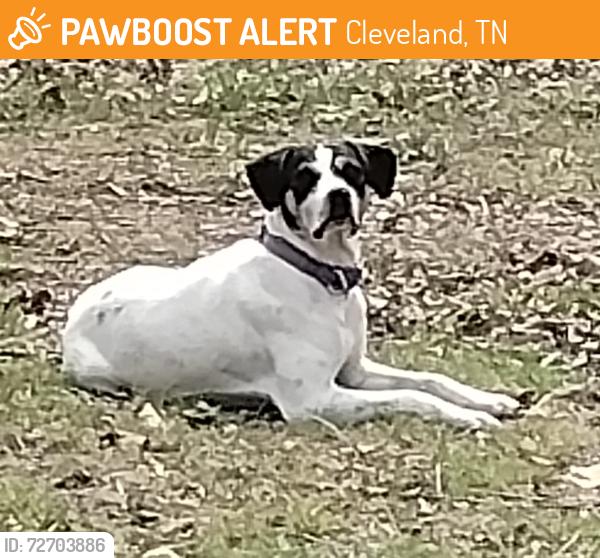 Found/Stray Male Dog last seen Michigan Ave, Cleveland, TN 37323