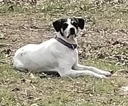 Found/Stray Male Dog last seen Michigan Ave, Cleveland, TN 37323