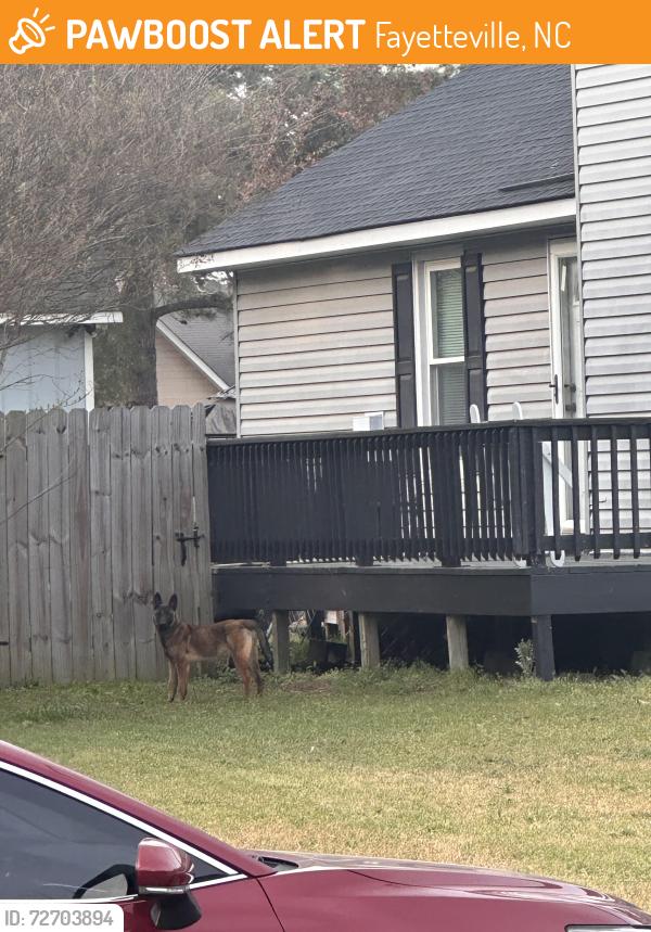 Found/Stray Unknown Dog last seen Hazlecrest Dr & Withers Dr, Fayetteville, NC 28304