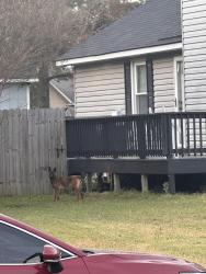 Found/Stray Unknown Dog last seen Hazlecrest Dr & Withers Dr, Fayetteville, NC 28304