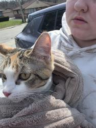 Found/Stray Female Cat last seen Blackhawk and indianwood, Park Forest, IL 60466