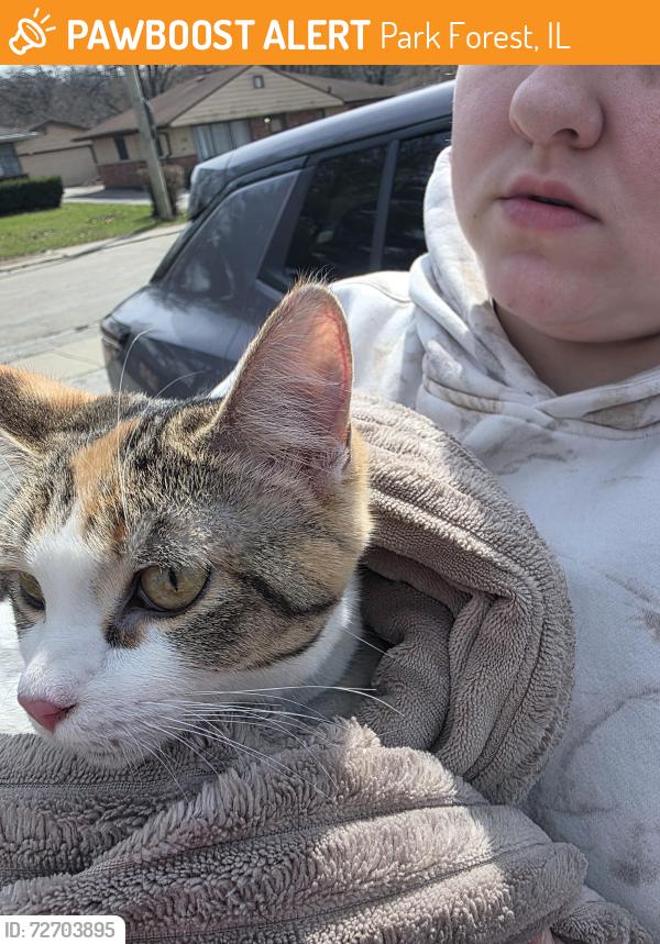 Found/Stray Female Cat last seen Blackhawk and indianwood, Park Forest, IL 60466