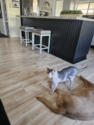 Reunited Male Cat last seen Palm Shadows mobile  park , Glendale, AZ 85301