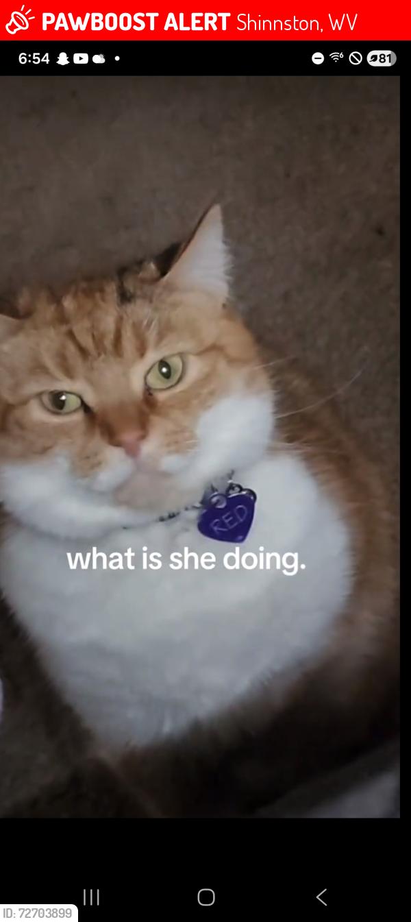 Lost Female Cat last seen Allins, Shinnston, WV 26431