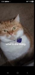 Lost Female Cat last seen Allins, Shinnston, WV 26431
