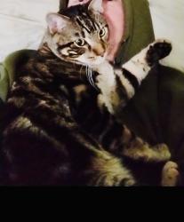 Lost Male Cat last seen The Villages of palm beach or possibly Boyton beach, West Palm Beach, FL 33409