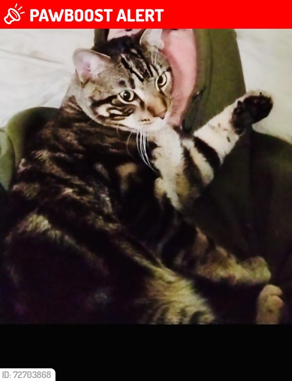 Lost Male Cat last seen The Villages of palm beach or possibly Boyton beach, West Palm Beach, FL 33409