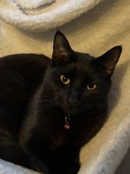 Lost Male Cat last seen Onslow Crescent, Essex, England CO2 8UW