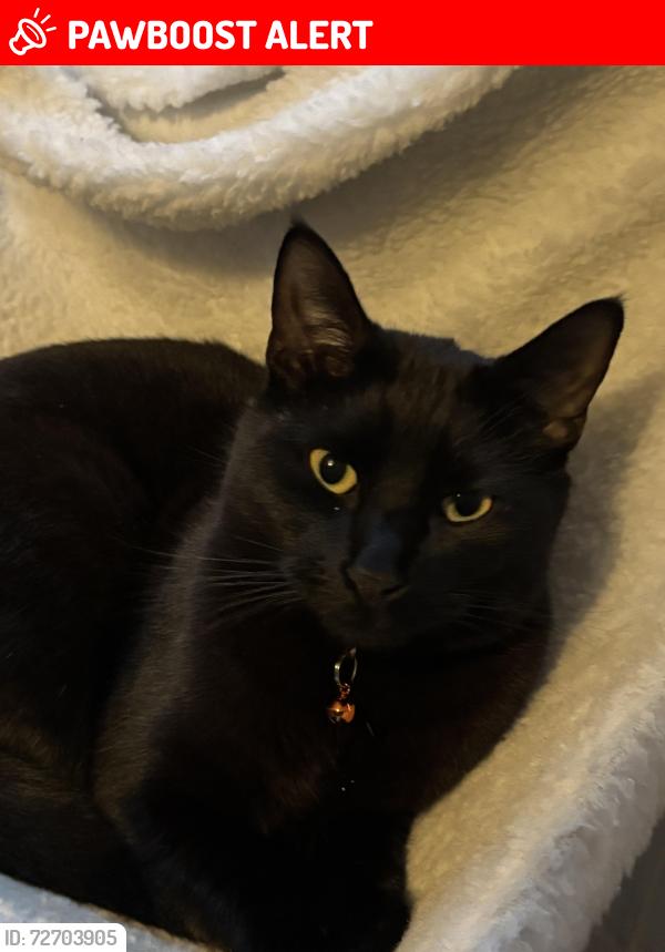 Lost Male Cat last seen Onslow Crescent, Essex, England CO2 8UW
