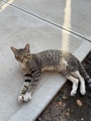 Found/Stray Male Cat last seen College Street & 2nd Ave, Macon, GA 31201