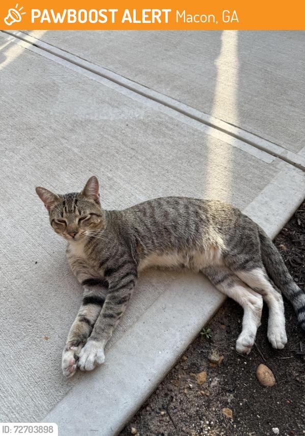 Found/Stray Male Cat last seen College Street & 2nd Ave, Macon, GA 31201