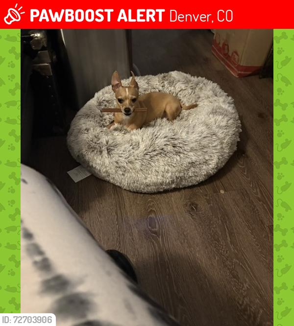 Lost Male Dog last seen Near w 52nd Ave Denver co 80221, Denver, CO 80221