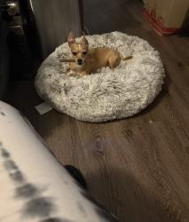 Lost Male Dog last seen Near w 52nd Ave Denver co 80221, Denver, CO 80221