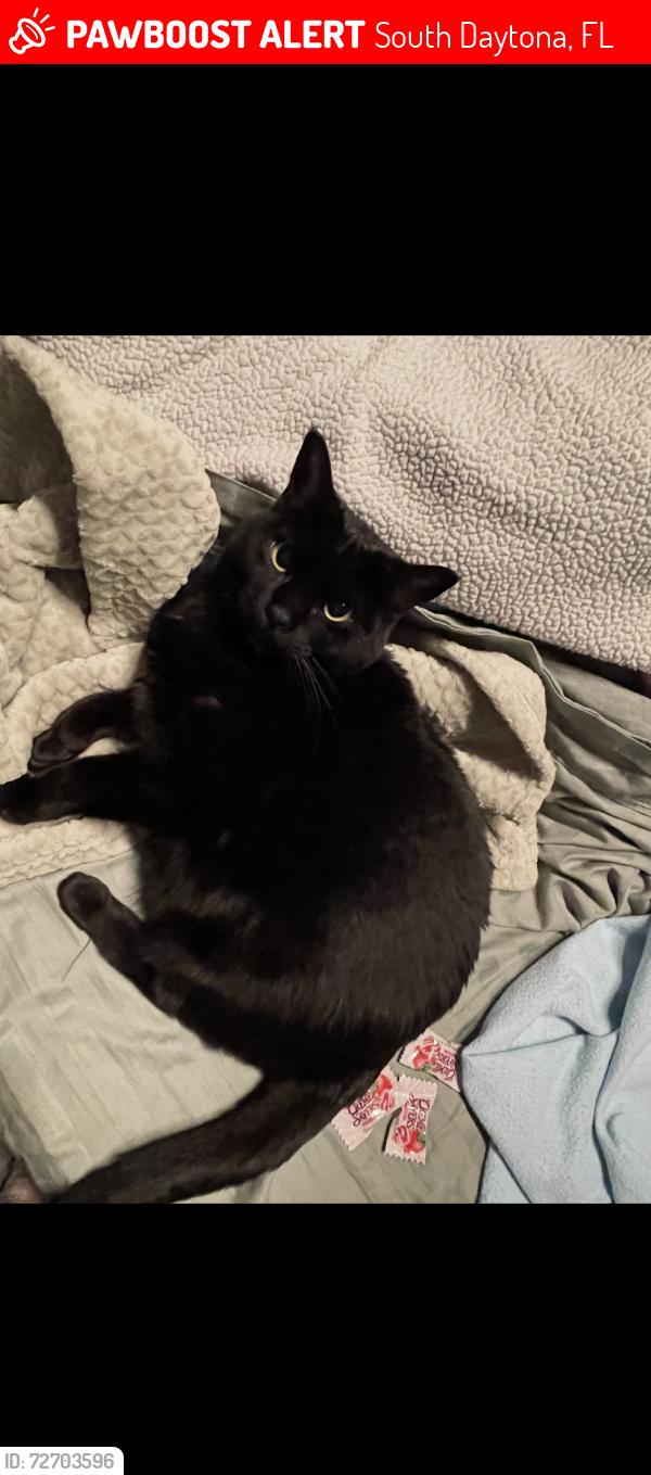 Lost Female Cat last seen Sherman rd south daytona, South Daytona, FL 32119
