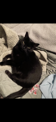 Lost Female Cat last seen Sherman rd south daytona, South Daytona, FL 32119