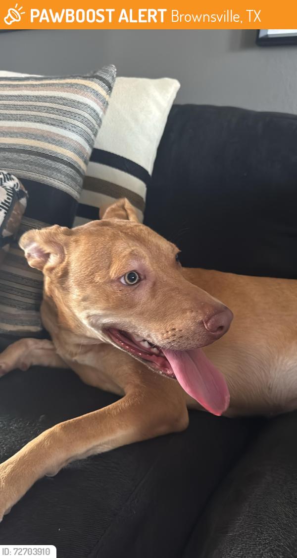 Found/Stray Female Dog last seen Near Mystic Bend, Brownsville, TX 78526