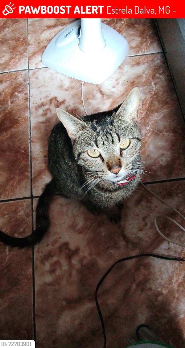Lost Male Cat last seen Vila Francisca Mariana , Estrela Dalva, MG 32181-040