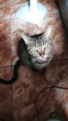 Lost Male Cat last seen Vila Francisca Mariana , Estrela Dalva, MG 32181-040