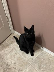 Lost Male Cat last seen NE 61st Ave and 76th circle, Vancouver, WA 98661