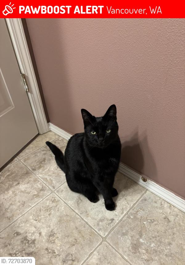 Lost Male Cat last seen NE 61st Ave and 76th circle, Vancouver, WA 98661